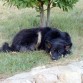 Descansando en su rincón preferido de la parcela :3